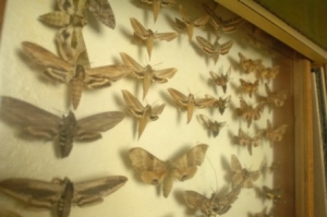 sphinx moths