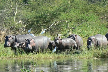 A raft of Mvuu (Hippopotamus) featuring cattle egrets