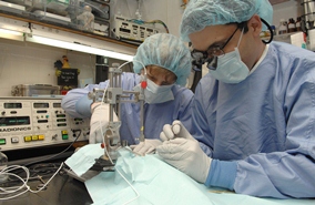 Newmyer and Cline perform surgery in the laboratory. 