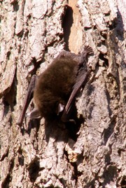nature-series-bat