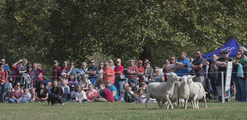 Guests watch the sheepherding event at the 2017 Highlanders Festival.