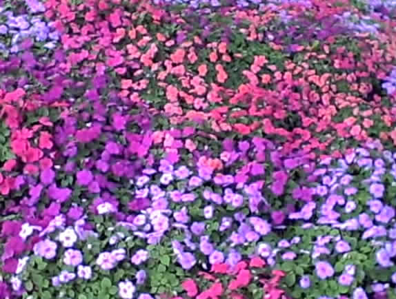 RU garden flowers