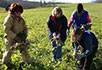 WCCHS faculty gleaning turnips