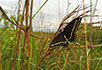 butterfly in prairie grass