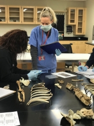 Students examine a human skeleton