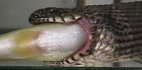 Close-snake1