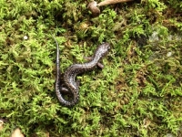Close_salamander