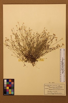 herbarium3