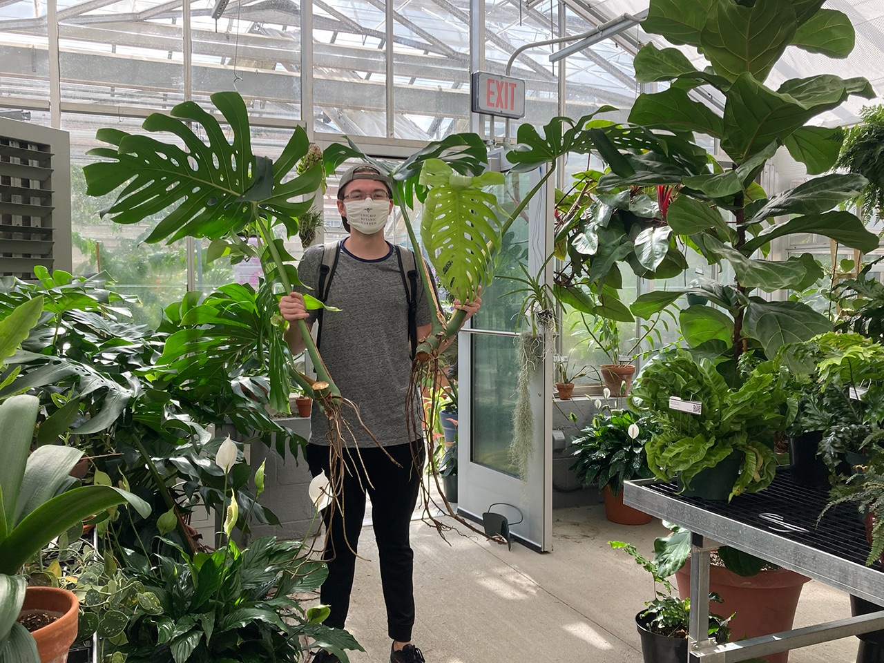 masked student in the greenhouse holding large palm leaves