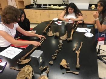 Summer Bridge Group C, bones and codes, study skeletons.