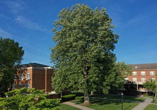 Campus tree crowned national champion