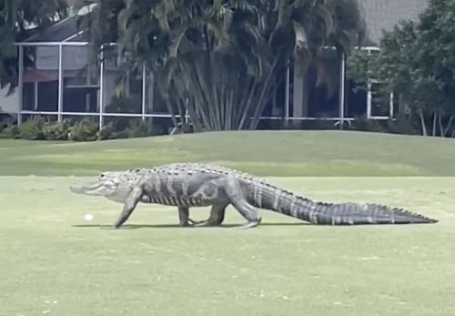 Screen capture from video of alligator witnessed by alumna Lisa Reed '96.