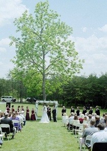Wedding Oak Tree