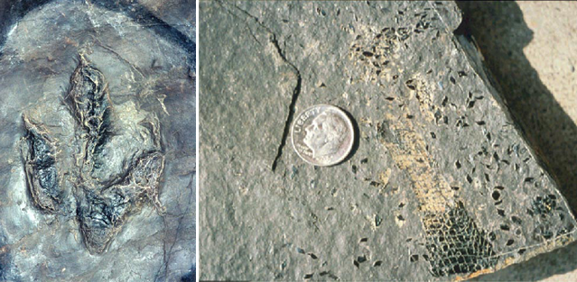 Dinosaur footprint and fish scales