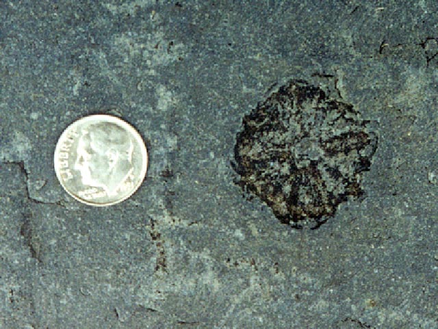 Arvonia fossils