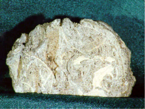 Fossiliferous Limestone