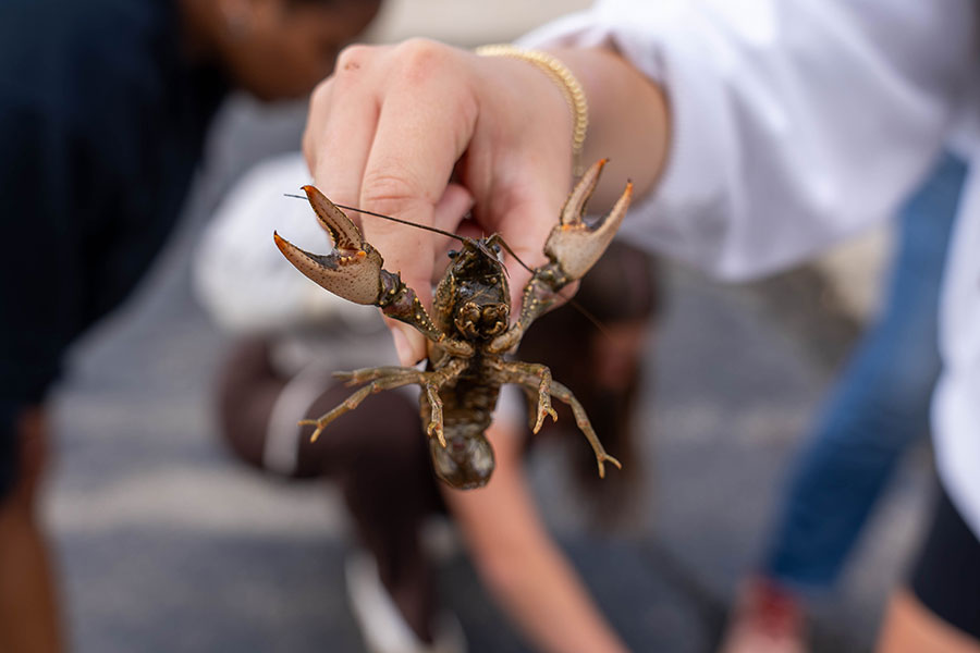 crawfish crawfish