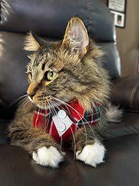 Tartan cat
