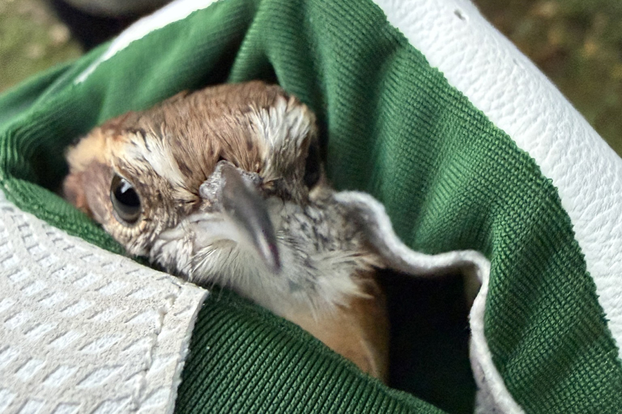Wild bird