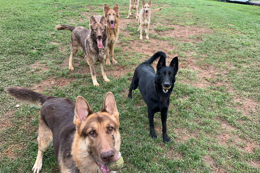 dogs