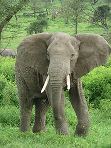 http://en.wikipedia.org/wiki/File:Elephant_near_ndutu.jpg